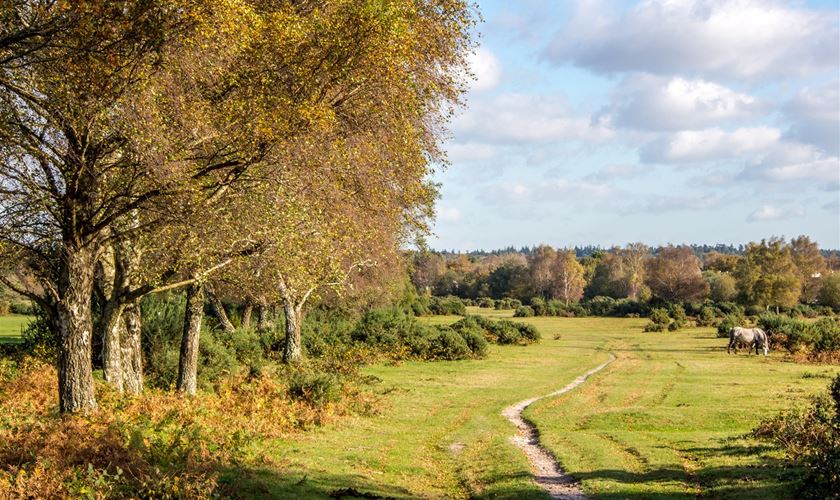 New forest national park где находится