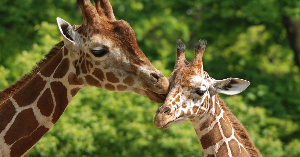 Looking for the best UK zoo? Here's our top 10