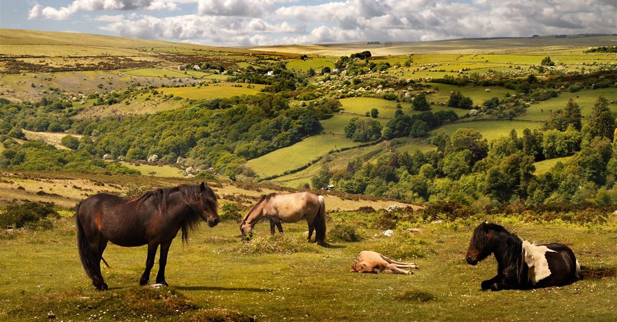 Where to see wildlife in Devon